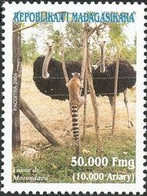 MADAGASCAR - Autruche (Struthio Camelus), Lémurien à Queue Ronde (Lemur Catta) - Autruches