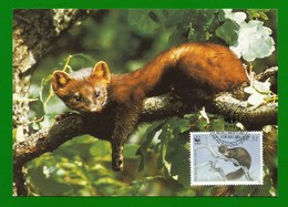 Irland 1992  Mi.Nr. 799 , Pine Marten (Der Edelmarder) - WWF Maximum Card - First Day 9.VII.1992 - Maximumkaarten