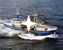 KW.88 Pelikaan, Katwijk Nederland (25.5 Cm X 20 Cm) Vissersboot (Doos 25) - Katwijk (aan Zee)