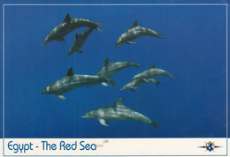 Dolphin - Red Sea Egypt - Dauphins