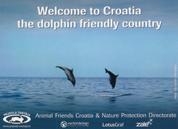 Dolphin - Adriatic Sea Croatia - Dauphins