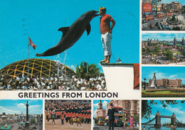 Dolphin - London England 1981 - Dauphins