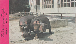 HIppo HIppopotamus Amphibius Zagreb Croatia City Zoo Entrance Ticket Postcard - Hippopotamuses