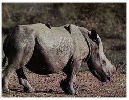 (Z 7)  White Rhinoceros (WWF) - Rhinozeros