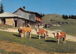 Chalet Du Sommet De La Dent De Vaulion - Vaches Bergers   (10 X 15 Cm) - Vaulion