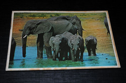 21430-             SOUTH AFRICA, ELEPHANTS - Olifanten