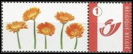 DUOSTAMP** / MYSTAMP** - Gerbera - Asteraceae - Mutisieae - Ungebraucht