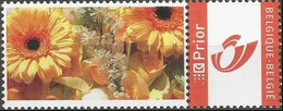 DUOSTAMP** / MYSTAMP** - Gerbera - Asteraceae - Mutisieae - Postfris