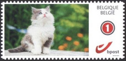 DUOSTAMP** / MYSTAMP** - Chat / Kat / Katze / Cat - Autocollant / Zelfklevend / Selbstklebend / Self Adhesive - Ungebraucht