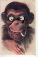 Singe Relief Monkey - Singes