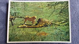 CPSM AFRIQUE DU SUD  LION WITH GIRAFFE GIRAFE CHASSE ANIMALE REPAS ED ART PUBLISHED - Girafes