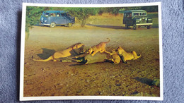 CPSM AFRIQUE DU SUD  LION WITH ANIMAL KILLED AUTO COMBI VOLSWAGEN RANGE ROVER - Lions