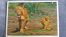 CPSM AFRIQUE DU SUD LIONNE LION AFRICAN RESERVE ED ART PUBLISHED - Lions