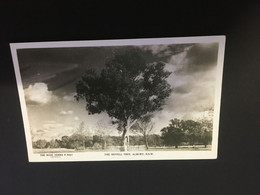 (Z 13) Australia - NSW - Albury Howell Tree (older B/w Card) - Albury