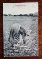 Carte Postale Ancienne - Scènes Champêtres - Récolte - Cultures