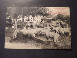 Damigny - élevage De Cochons - Scènes Normandes, Les Cochons / Editions Pasquis Laigle - Damigny