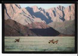 Naukluft Gemsbok. Gembok Herd Front Of Towering Naukluft Montains. De Guy Et Mireille à Gilbert Reich à Mulhouse. - Namibia
