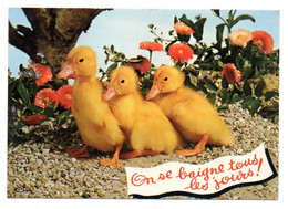 Humour --Animaux Humoristiques--- Trois Petits Canards--- Canetons  "On Se Baigne Tous Les Jours "............. - Humor