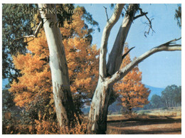 (Z 14) Australia - Rural Scene (P0027-2) - Outback
