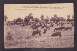 CPA Provence Taureaux  Camargue éditeur Bernheim Nîmes Non Circulé - Provence-Alpes-Côte D'Azur