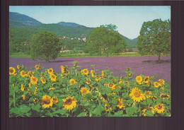 TOURNESOLS ET CHAMP DE LAVANDE - Cultures