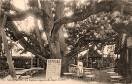 Villennes * Le Sophora Apporté Du Japon En 1803 * Arbre - Villennes-sur-Seine