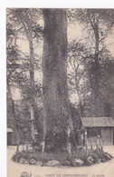 Le Jupiter De La Forêt De Fontainebleau - Bomen