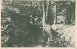 Echtfotokarte Im Kleinformat - Niederlande, ERMELO, Beek In Het Leuvenumsche Bosch - Ermelo