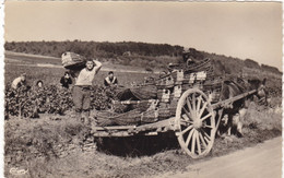 21. ALOXE CORTON.(ENVOYE DE ) . "  EN  VENDANGES " .ANIMATION . ATTELAGE. . ANNEE 1957 + TEXTE - Vignes