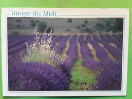 Image Du Midi, Champ De LAVANDE,  Postée De GOULT, Vaucluse,  1998, TB - Cultures