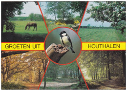 Grote Kaart Groeten Uit Houthalen Koolmees Bird Vogel Oiseau Paard Horse Cheval - Houthalen-Helchteren