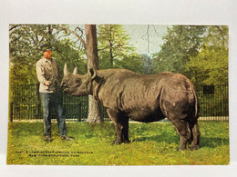 Animal Postcard, Rhinoceros, New York Zoological - Rhinozeros