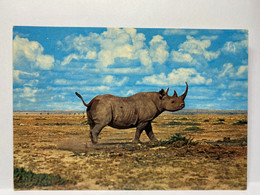 Animal Postcard, Rhinoceros, Rhino, African Wild Life - Rhinoceros