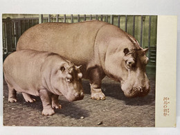 Animal Postcard, Hippopotamus, Japan Postcard - Flusspferde