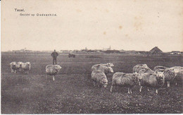 Delcampe - Texel Gezicht Op Oudeschild Schapen ST359 - Texel