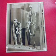 PHOTO AU MUSEE DE L HOMME DANS LE PALAIS DE CHAILLOT SQUELETTE DE CHIMPANZE - Sports