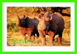 RHINOCEROS - BLACK RHINOCEROS FROM SOUTH AFRICA - ART PUBLISHERS - - Rhinoceros