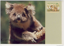 KOALA - Greetings From GOLD COAST, Australian Wildlife Maximum Card, Prepaid Postage - Gold Coast