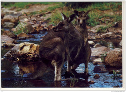 KANGAROOS (Macropus Rufus) -   Nice Stamp - Outback