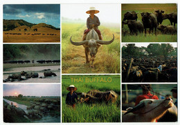 Thailand, Thai Buffalo - Thailand