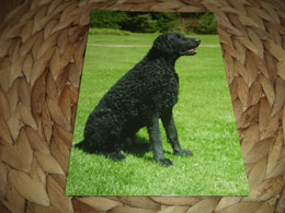 Hund Dog Chien Curly Coated Retriever  Postkarte - Perros