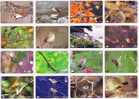JAPON - SERIE COMPLETE NUMEROTEE De 16 Cartes OISEAUX   OISEAU  - LOT COMPLETE SET 16 JAPAN Cards BIRD BIRDS - Zangvogels
