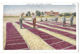 Drying Figs Near Fresno, California (5054) - Fresno