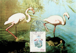 1982 Portugal PhilexFrance 82. Aves Da Reserva Natural Do Estuário Do Tejo - Maximumkarten (MC)