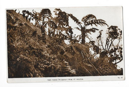 ILE DE SAINTE HELENE (Royaume Uni) Tree Ferns On Diana's Peek - Unclassified