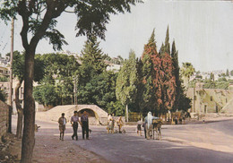 ISRAEL,NAZARETH,GALILEE - Israel