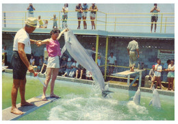 (AA 7 B) Australia - QLD - Tweed Head Dolphin Feeding (older Card) - Dolfijnen