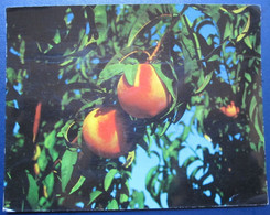 ISRAEL SHANA TOVA NEW YEAR KIBBUTZ REVIVIM AMIRAPHOT KALTER JUDAICA JUIF JEWISH POSTCARD CARTOLINA ANSICHTSKARTE - New Year