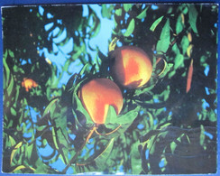 ISRAEL SHANA TOVA NEW YEAR KIBBUTZ REVIVIM AMIRAPHOT KALTER JUDAICA JUIF JEWISH POSTCARD CARTOLINA ANSICHTSKARTE - New Year