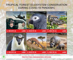 LIBERIA 2020 SOUVENIR SHEET - CHIMPANZE CHIMPANZEE APES MONKEYS - FOREST CONSERVATION DURING COVID-19 PANDEMIC - MNH - Chimpancés